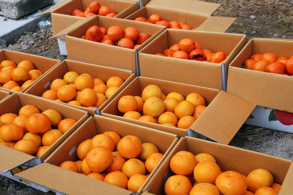 Best time for Persimmon Harvest and Gotgam Making in South Korea