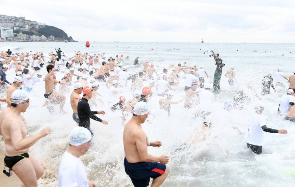 Best time to see Polar Bear Swim Festival in South Korea