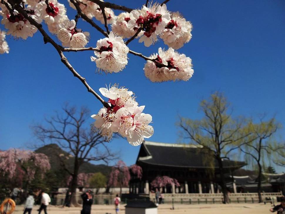 Spring in South Korea - Best Season