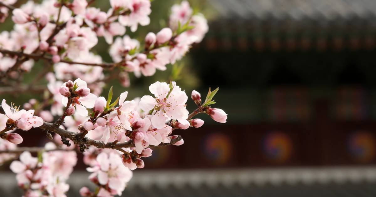 Spring in South Korea - Best Time