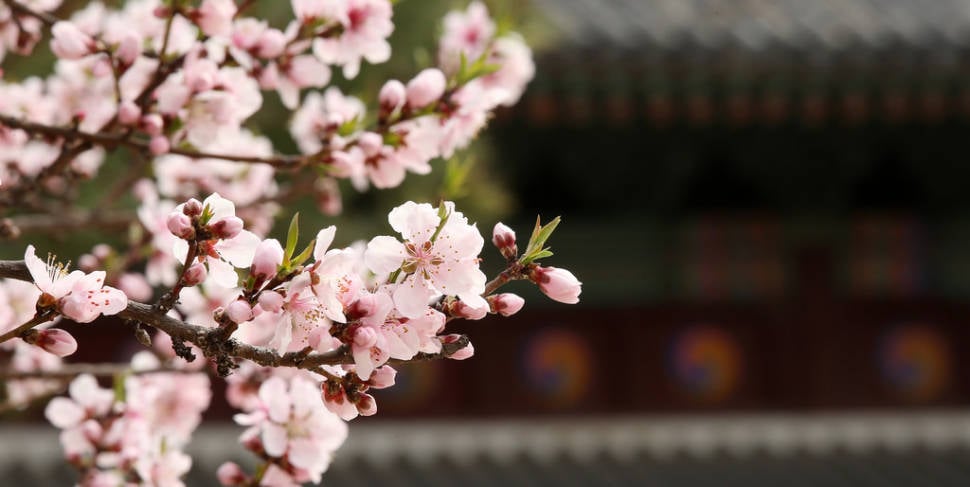 Spring in South Korea - Best Time