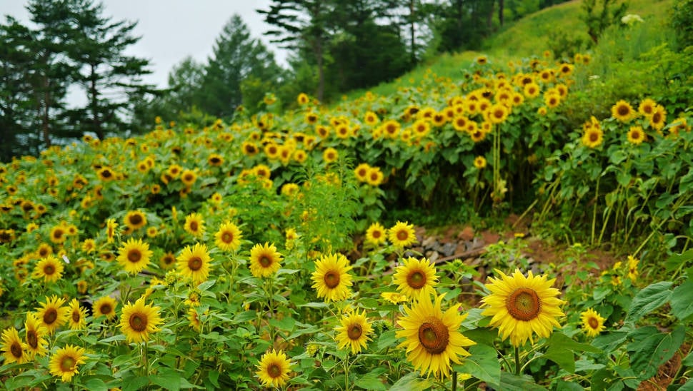 Best time to see Sunflowers in South Korea