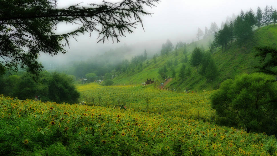 Sunflowers in South Korea - Best Season