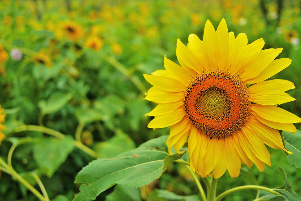 Sunflowers in South Korea - Best Time