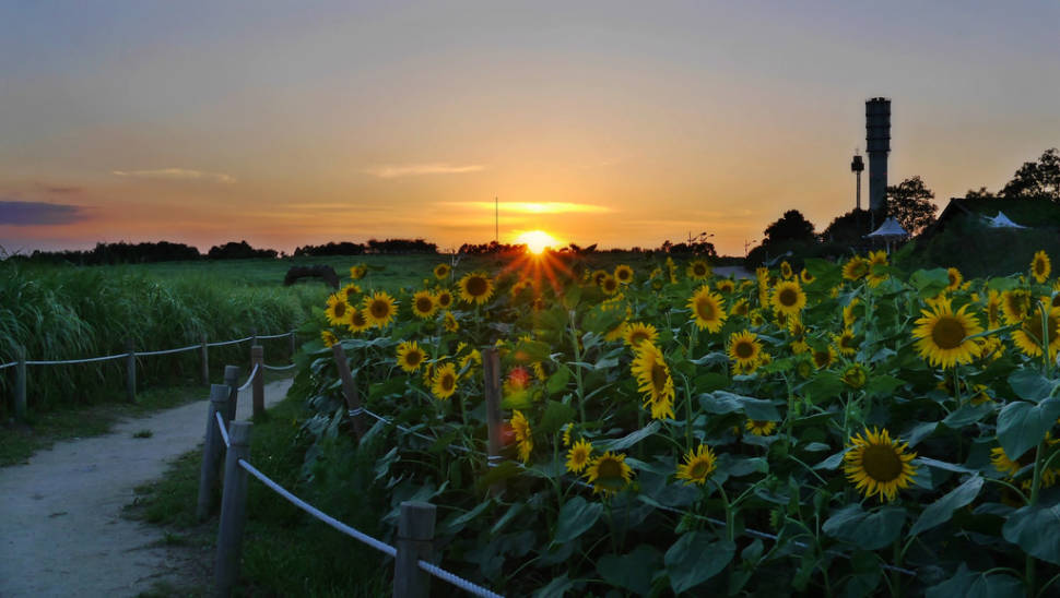 Best time for Sunflowers in South Korea