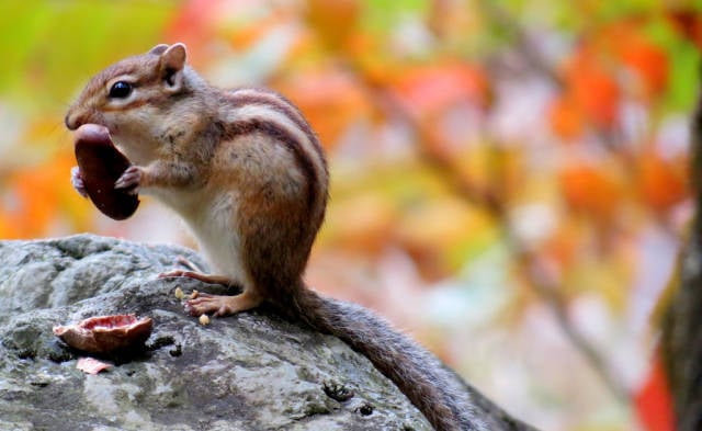 Chipmunk with a nut, Seoraksan Mountain