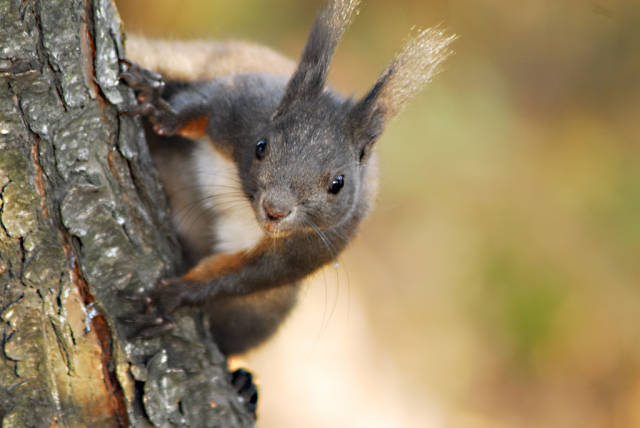 Watch Squirrels and Chipmunks in South Korea - Best Time