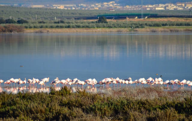 Fuente de Piedra Flamingos in Spain - Best Season
