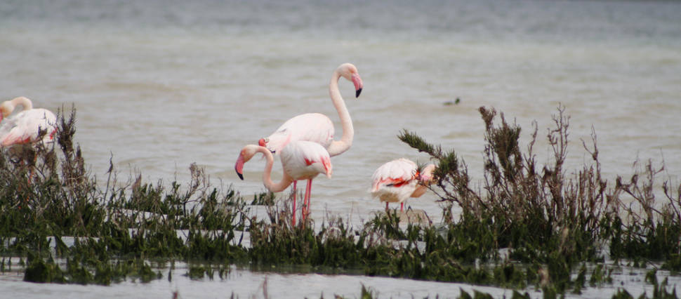 Best time for Fuente de Piedra Flamingos in Spain