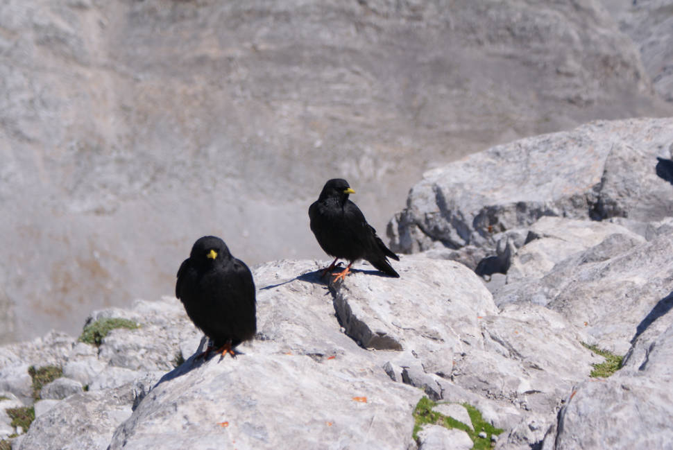 Alpine Choughs
