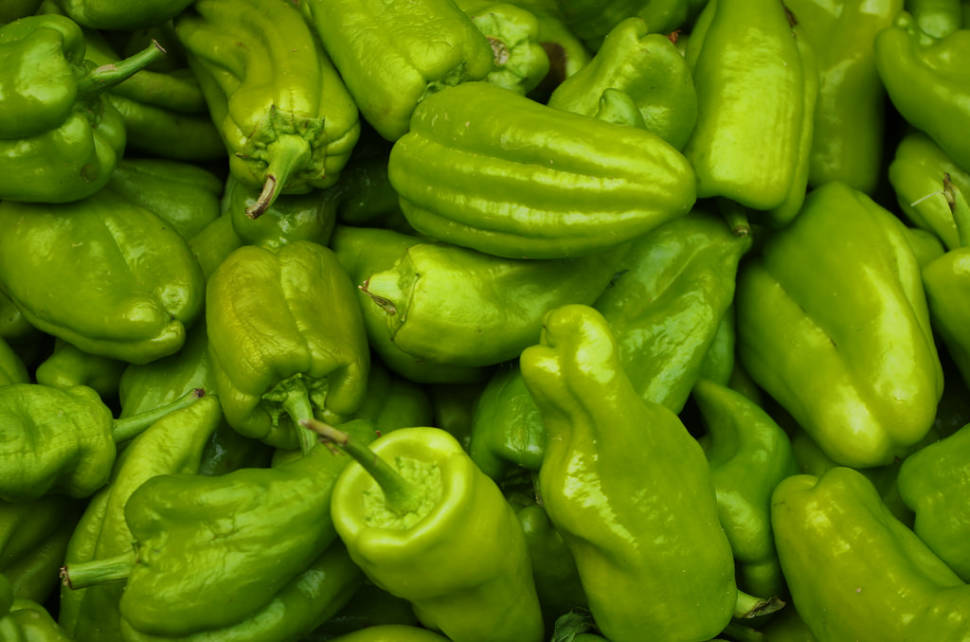 Padrón Peppers (Pimientos de Padrón) in Spain - Best Season