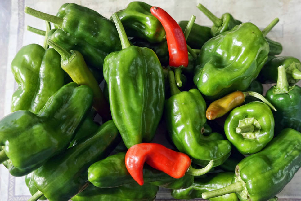 Best time to see Padrón Peppers (Pimientos de Padrón) in Spain