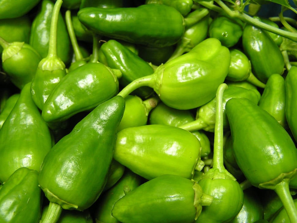 Best time for Padrón Peppers (Pimientos de Padrón) in Spain