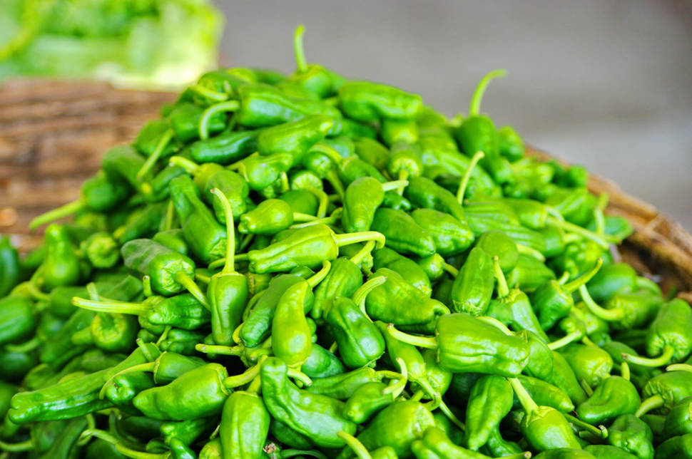 Padrón Peppers (Pimientos de Padrón) in Spain - Best Time