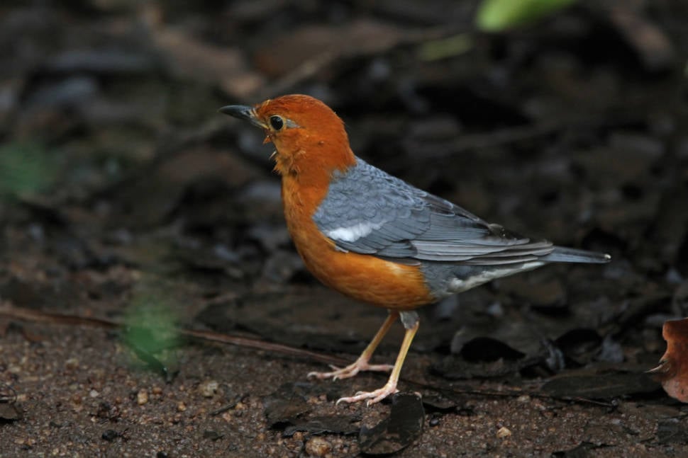 Best time for Bird Watching in Sri Lanka