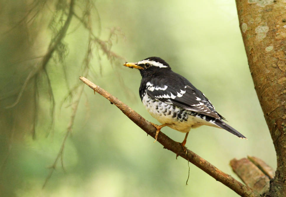 Bird Watching in Sri Lanka - Best Time