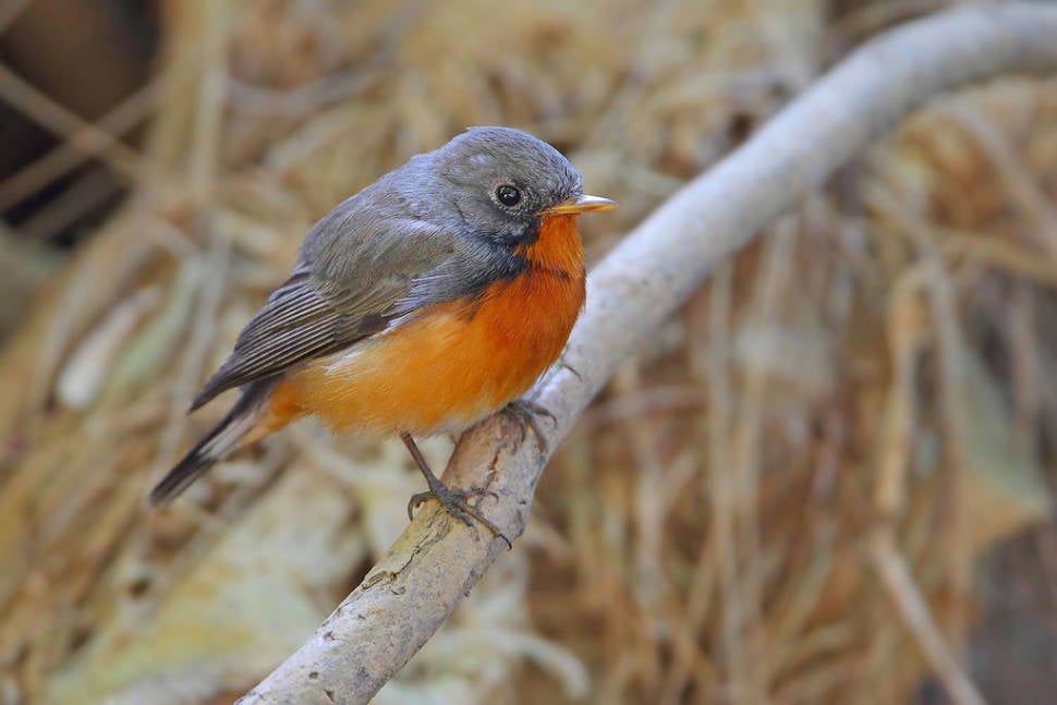 Bird Watching in Sri Lanka - Best Season