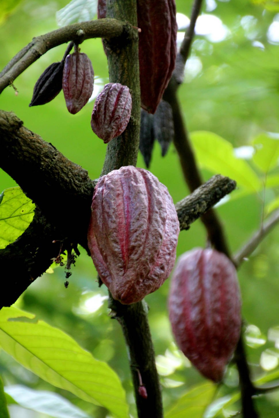 Cocoa in Sri Lanka - Best Season