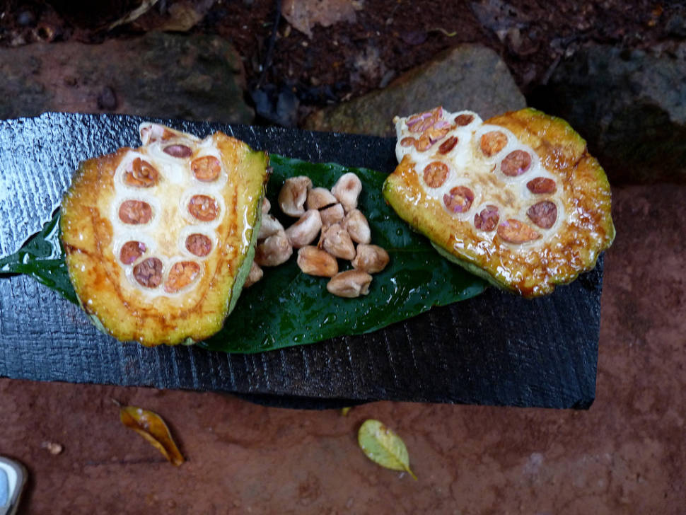 Cocoa in Sri Lanka - Best Time