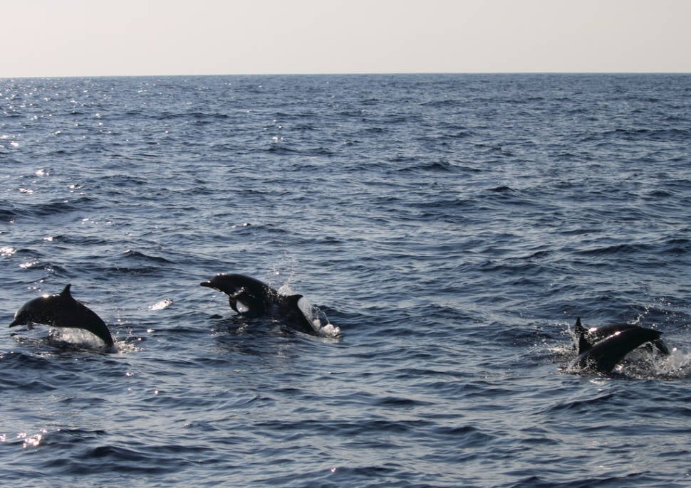 Dolphins Watching in Sri Lanka - Best Season