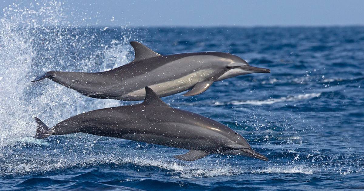 Dolphins Watching in Sri Lanka - Best Time