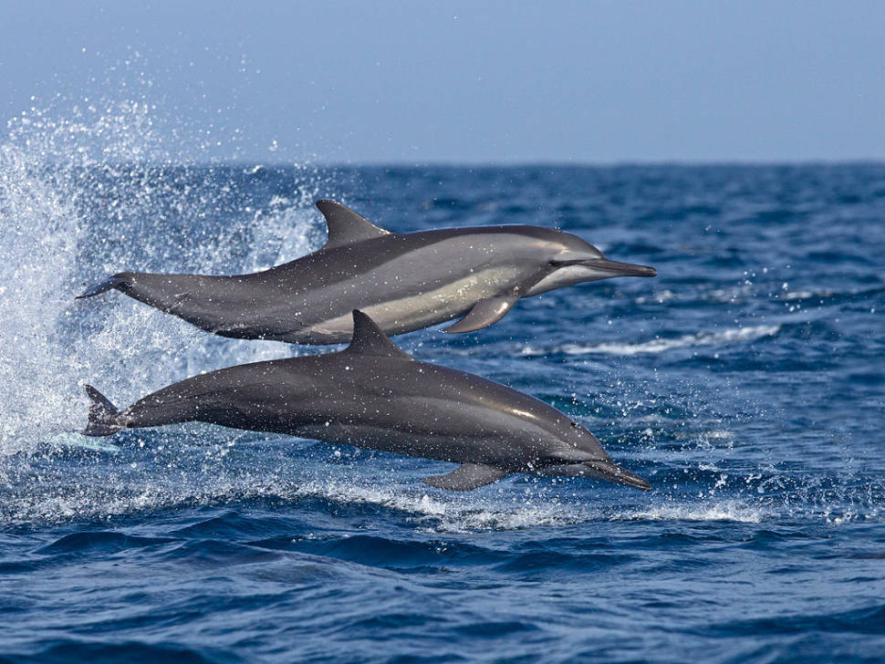 Dolphins Watching in Sri Lanka - Best Time
