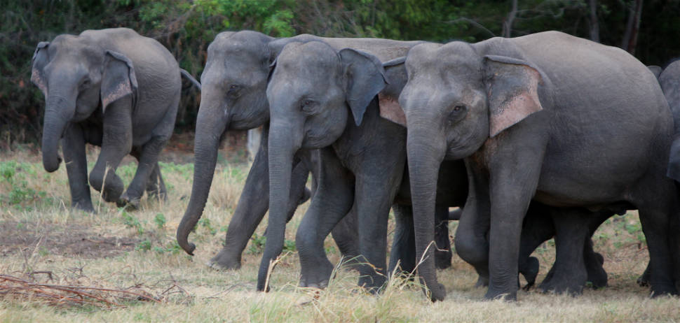 Elephant Gathering in Sri Lanka - Best Season