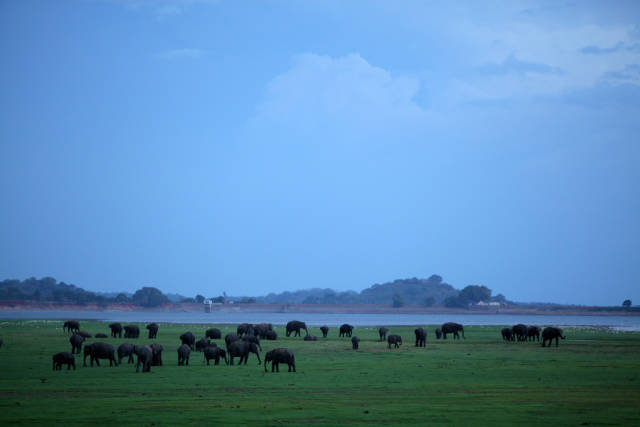 Best time for Elephant Gathering in Sri Lanka