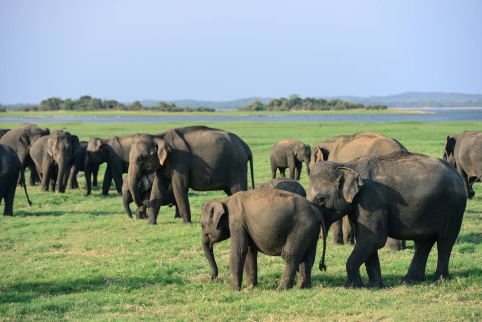 Elephant Gathering in Sri Lanka - Best Time