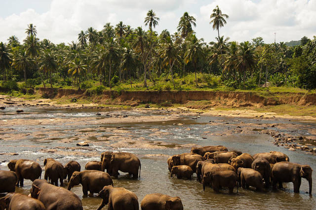 Elephant Safari in Udawalawe National Park in Sri Lanka - Best Season