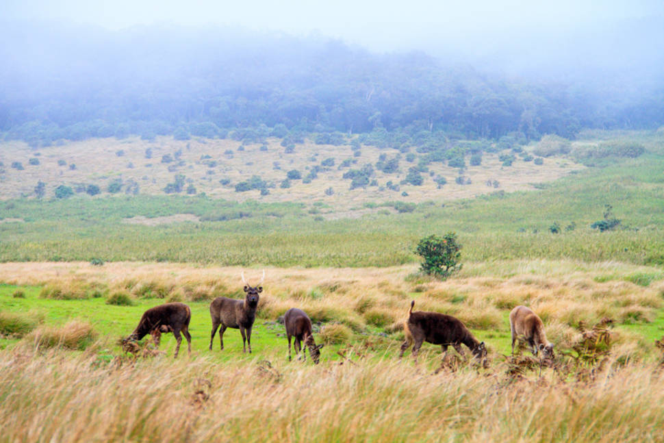 Best time for Horton Plains in Sri Lanka