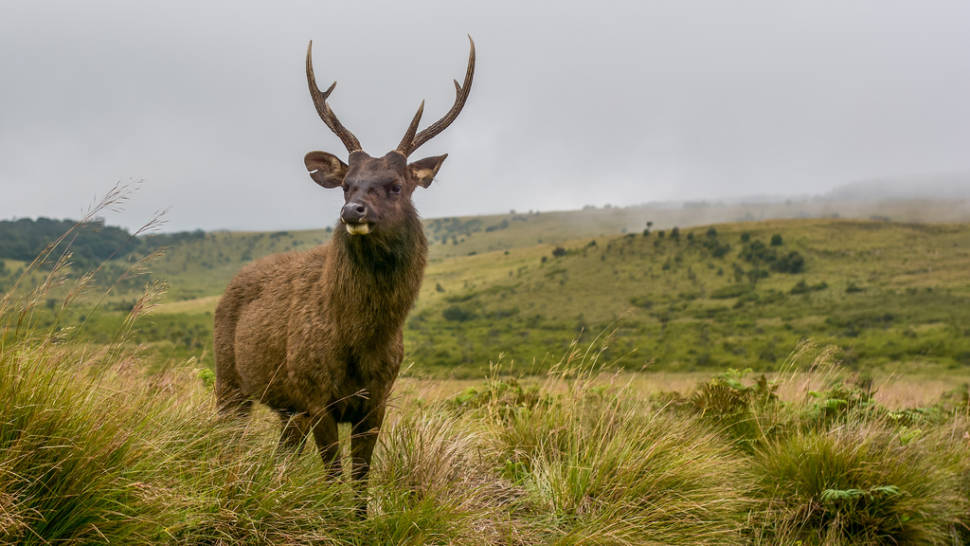 Best time to see Horton Plains in Sri Lanka