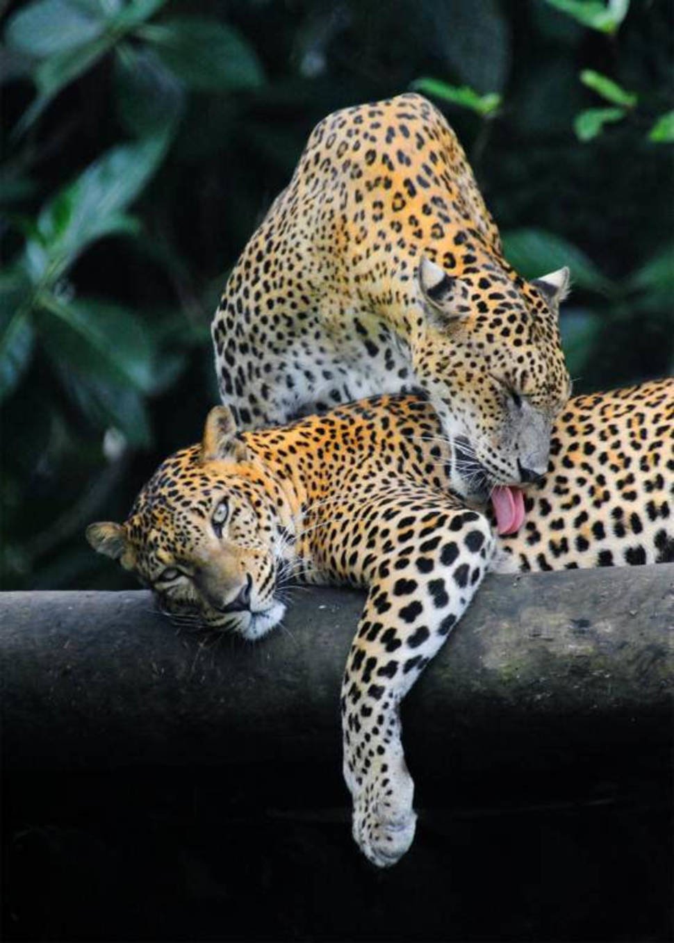 Leopard Safari in Sri Lanka - Best Season
