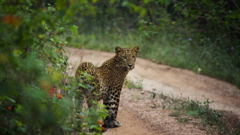 Best time for Leopard Safari in Sri Lanka