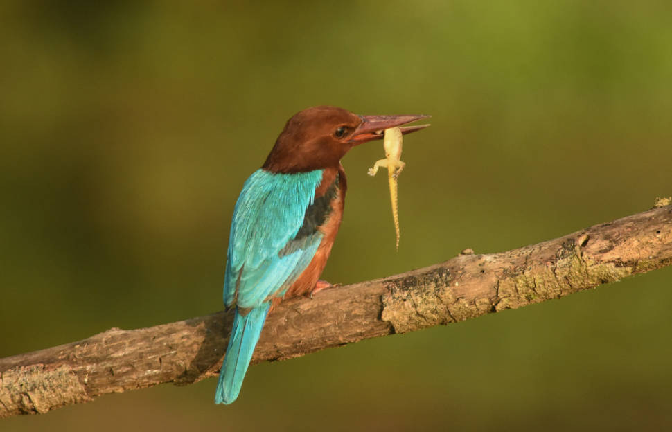 White-throated kingfisher