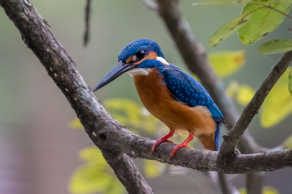 Common kingfisher