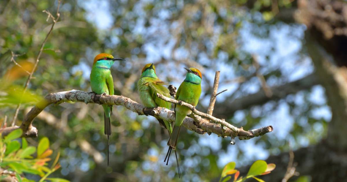 National Bird Watching Month in Sri Lanka - Best Time