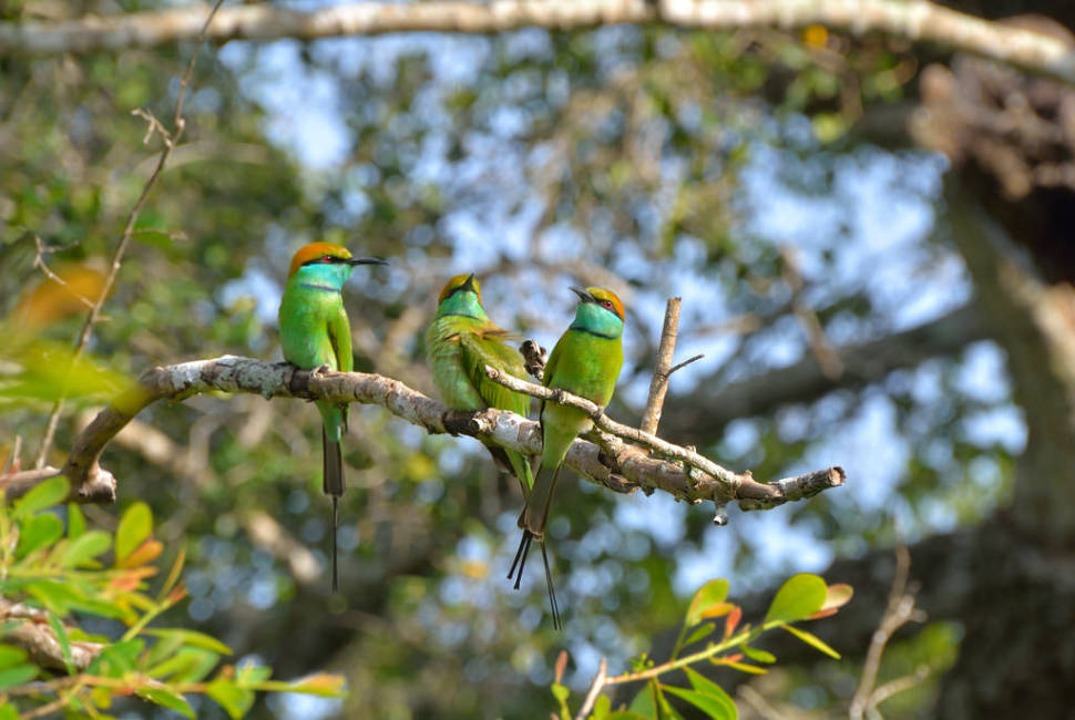 National Bird Watching Month in Sri Lanka - Best Time