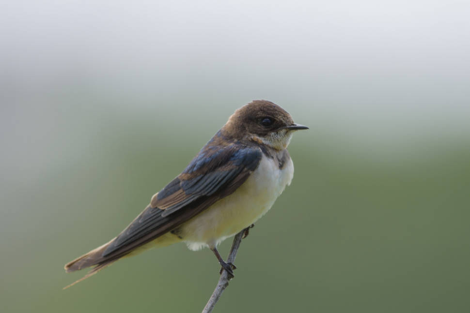 Barn swallow