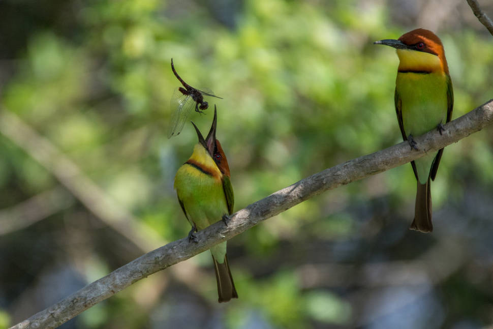 Chestnut headed bee-eater