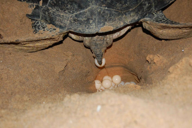 Turtle Watching in Sri Lanka - Best Season