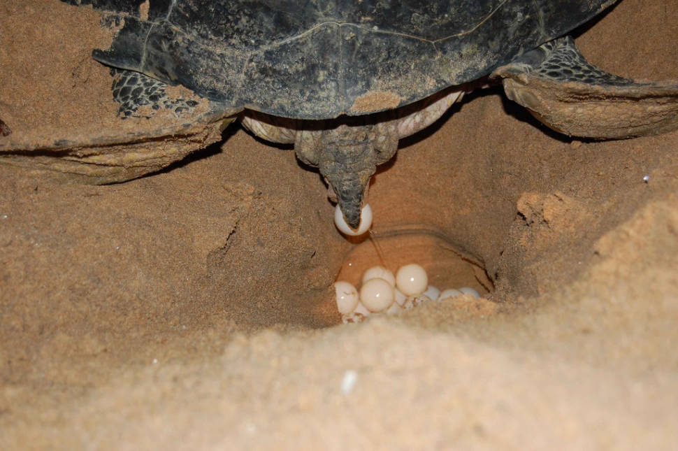 Turtle Watching in Sri Lanka - Best Season