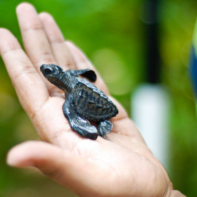 Best time for Turtle Watching in Sri Lanka