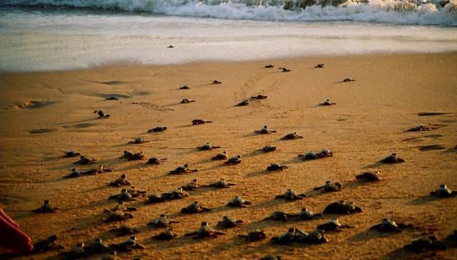 Best time for Turtle Watching