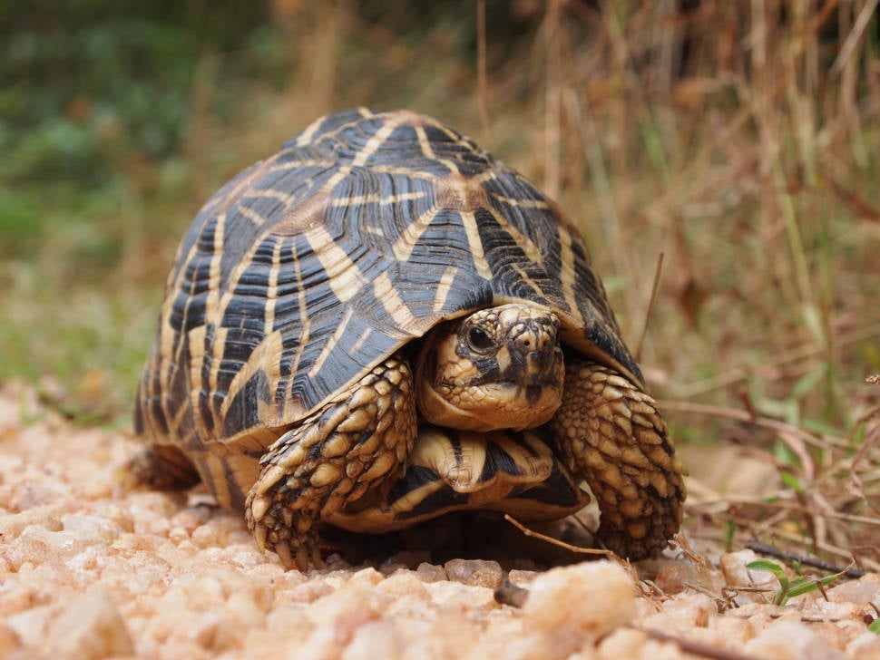 Turtle Watching in Sri Lanka - Best Time