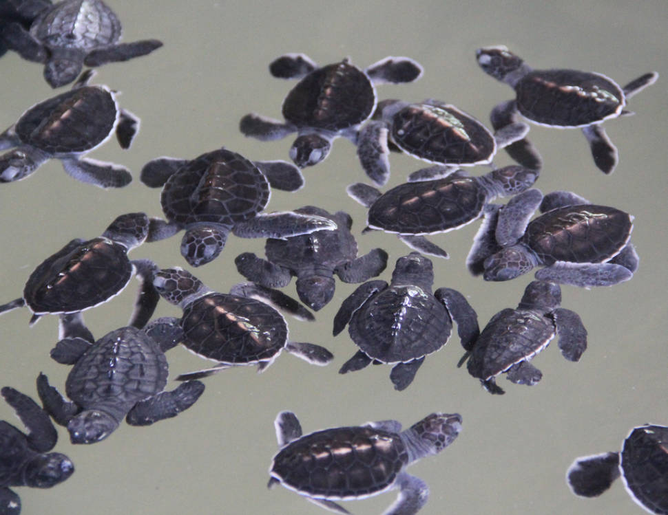 Best time to see Turtle Watching in Sri Lanka