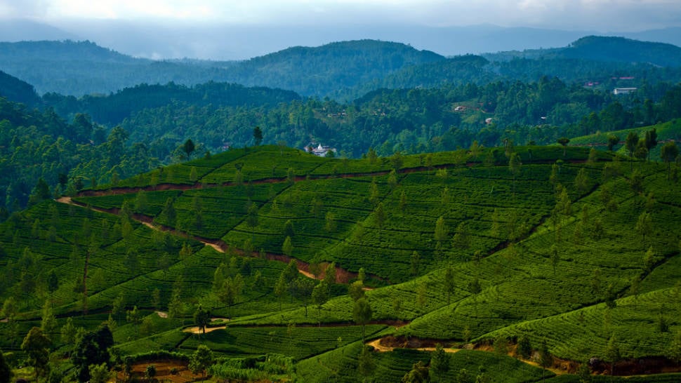 Uva Tea Harvest in Sri Lanka - Best Season