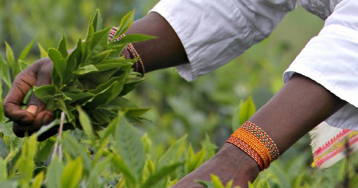 Uva Tea Harvest in Sri Lanka - Best Time