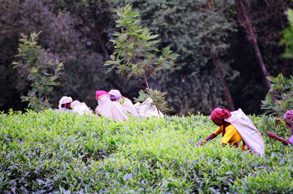 Best time for Uva Tea Harvest in Sri Lanka