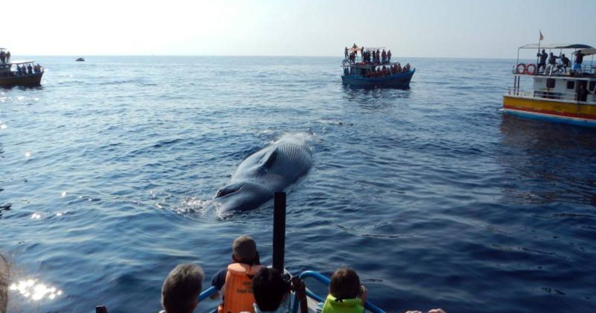 Whale Watching in Sri Lanka - Best Time